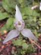 orchideabianca.jpg (67049 byte)