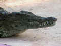 crocodylusniloticus.jpg (108925 byte)