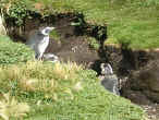 17_pinguino_magellanico.jpg (54198 byte)