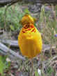 calceolaria.jpg (78740 byte)