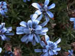 fioreblu.jpg (95362 byte)