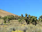 joshuatree.jpg (60886 byte)