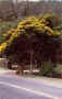acacia480.jpg (43423 byte)