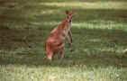 canguro480.jpg (34691 byte)