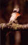 kookaburra480.jpg (21820 byte)