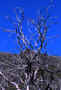 XVII4.jpg (80453 byte)