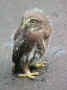 105-0528_IMG.jpg (63576 byte)