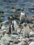 106-0624_IMG.jpg (74167 byte)
