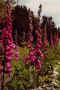 digitalis72.jpg (71040 byte)