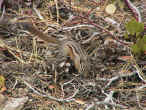 chipmunk1.jpg (110956 byte)