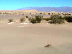 sanddunes1.jpg (39971 byte)
