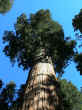shermantree.jpg (75860 byte)