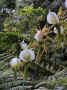 orchidee.jpg (119123 byte)