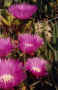 FioriSardi.jpg (38517 byte)