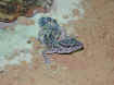 93260006_L640.jpg (88463 byte)