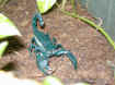 93260014_L640.jpg (109338 byte)