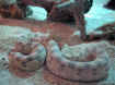 93260016_L640.jpg (109377 byte)