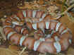93260030_L640.jpg (117190 byte)