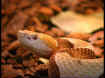 bin17_L640.jpg (69315 byte)