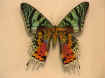 bin26_L640.jpg (65133 byte)