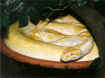 pitonealbino1_L640.jpg (71703 byte)