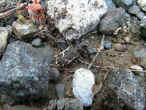 cicindelanz.jpg (93015 byte)