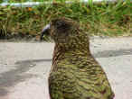 kea.jpg (64593 byte)