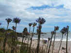 spiaggiawestcoast.jpg (64666 byte)