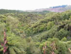 waimangu.jpg (87133 byte)